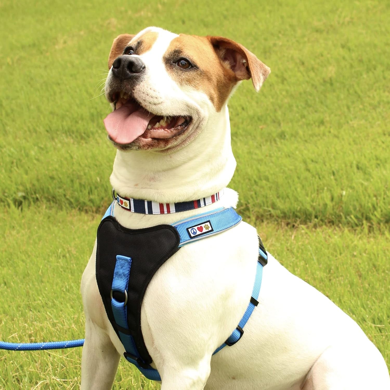 Multicolor Dog Collar Puppy Collar Pet Collar Multicolor Dog Collar Small Dog Collar Green / White / Blue Dog Collar